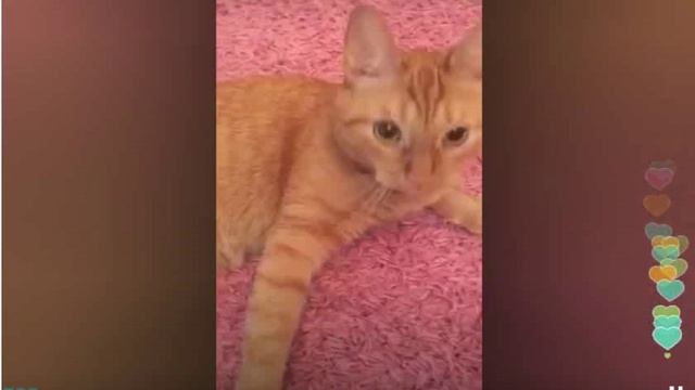 Нелли Ермолаева атакует кота в Перископе (2015, TopPeriscope.RU) смотреть онлайн