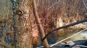 Лесное Матюнино.ч.1