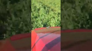 Большой урожай! Прямой посев подсолнечника на горох