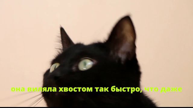 Что означает виляние собачьего хвоста?