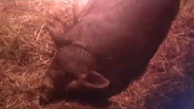 Зарисовка с фермы.Маленькие поросятки. Большие -редкой породы для "хамона" смотреть онлайн