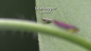 Sharpshooter, Candy-striped Leafhopper, & Others in the Yard