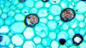 Микроскоп детский - Микромед Эврика (для школьного возраста)