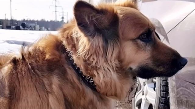 Хозяин высадил собаку из машины и уехал. Она бежала вслед за авто, не понимая, что ее предали смотреть онлайн