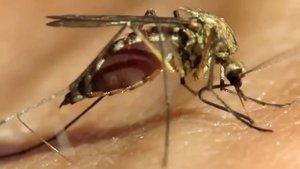 Mosquito bite (укус комара)