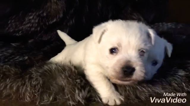 Вест Хайленд Уайт Терьер. Щенки ? смотреть онлайн