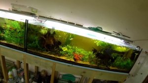 Что с икрой Таракатума? Крупный неон на нерест