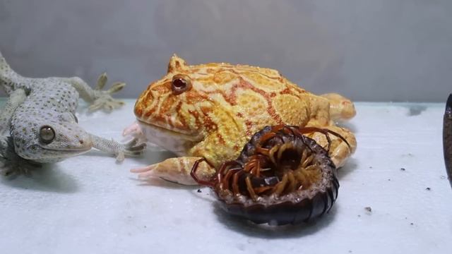 Horned Frog Black Snake Giant Centipede Lizard Scorpion Gecko