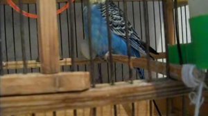 Попугай Аркаша (Arkasha the Parrot) 1/2