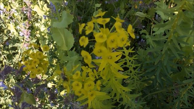 Трудолюбивые пчелки и их успокаивающее жужжание. Fleißige Bienen und ihr entspannendes Summen смотреть онлайн