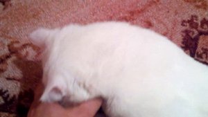 белый злой кот