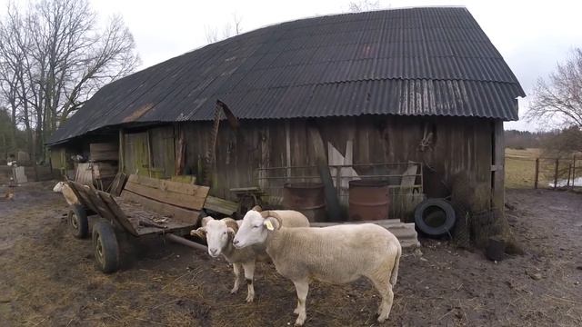 Еще раз об овцах. Овцы породы Уилтшир Хорн.// Жизнь в деревне. смотреть онлайн