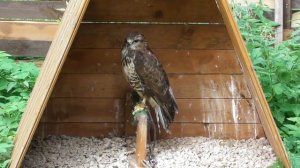 Канюк (лат. Buteo buteo), Новгородский соколиный двор