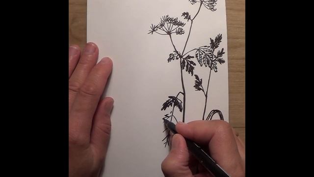 Как нарисовать полевые цветы и травы. #Рисование ручкой или маркером смотреть онлайн