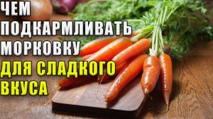 Чем нужно подкармливать морковку, чтобы она выросла крупной и имела сладкий вкус