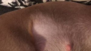 беременный той терьер