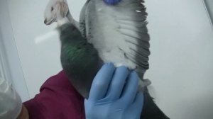 Лечение птиц. Школа ветврача орнитолога Чугуевского. Оцениваем способность крыльев к полету..mp4