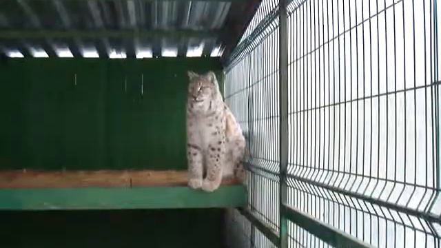 Наш Марсик смотреть онлайн