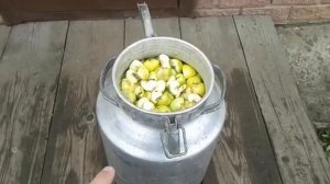 Самагон из зеленых яблок (рецепт)
