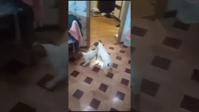 вязка джек рассел Геры смотреть онлайн