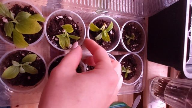 Мой первый опыт укоренения зеленой почкой #метельчатыегортензии #укоренение #черенкованиегортензий