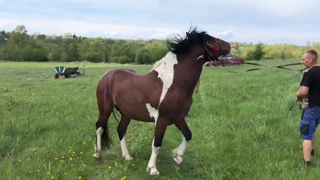 Коні Ваговози.Жеребець на Паровку.Красий Красунчик!)?????? смотреть онлайн