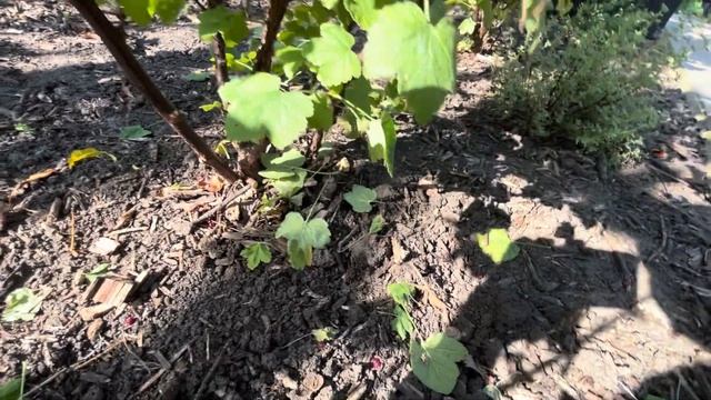 ОСЕННИЙ УХОД ЗА КУСТАМИ СМОРОДИНЫ! ОБРЕЗКА, ОБРАБОТКА! МОЙ ОПЫТ! #смородина #currant