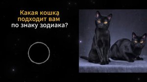Какая КОШКА подходит тебе по Знаку Зодиака  Проверь