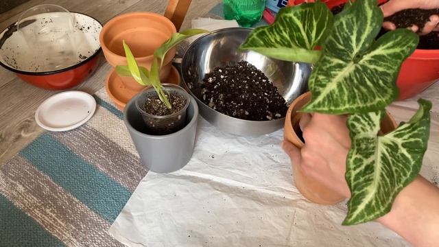 пересаживаю СИНГОНИУМЫ и ЭПИПРЕМНУМЫ? смотреть онлайн