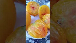 оранжевая немецкая клубника. дигустация томата