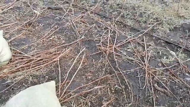 Весеннее внесение удобрений по малине продолжение. Удобряем огород .