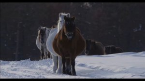 Якутская лошадь. Дитя суровой Якутии