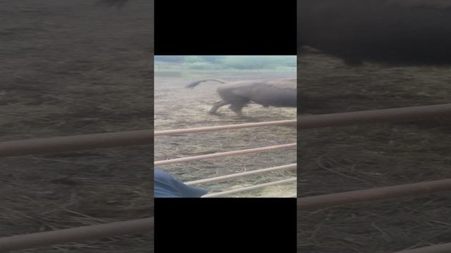 Зубр ебтв смотреть онлайн