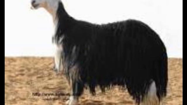 Hoatzin Bird in the Amazon смотреть онлайн