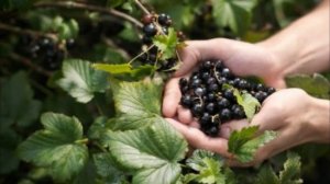 Уход за смородиной весной