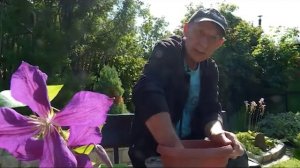 уДАЧное решение. Август - время для черенкования клематиса