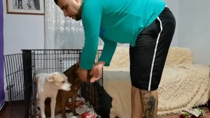 клетка для собак/ безопасность собаки в доме / Клетка: за и против /О клетке для собак