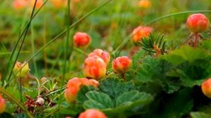 Полезные свойства Морошки.