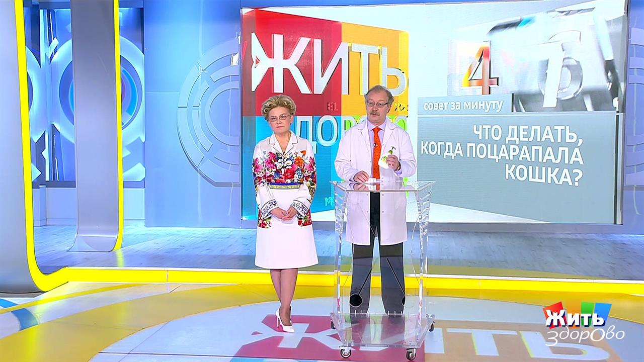 Совет за минуту: кошачьи царапины. Жить здорово! Фрагмент выпуска от 07.10.2019