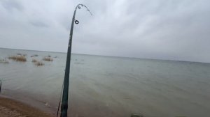 на что ловить сазанов | Рыбалка шардара |президентский парк | рыбалка на сазана| рыбалка с начевкой