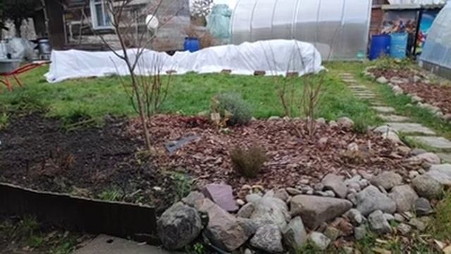 20.11.21.-21.11.21 моя Дача мой Огород.. укрываю розы..подготовка к зиме.2 часть. смотреть онлайн