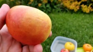 Обзор сортов яблони 24 мая 2020г. Сорта яблони Моди, Имант, Беркутовское, Памяти Липунову, Надзейны