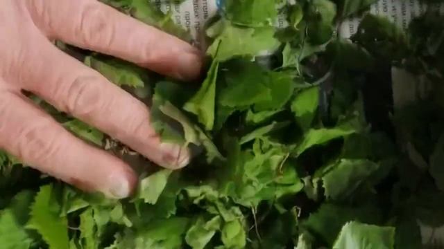 Листья березы смотреть онлайн