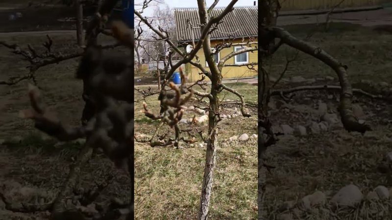 Дерево груша в саду. Почки на ветках. Пение птиц... Дачная жизнь.