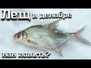 Как правильно ловить леща в декабре? Лещ в декабре. Результативная рыбалка на леща в декабре.
