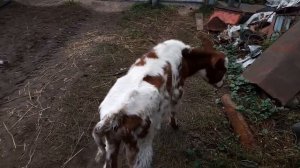 В нашем хозяйстве прибыло пополнение.