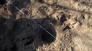 Как посадить тыкву??? Простой, но очень эффективный метод для получения урожая!!!