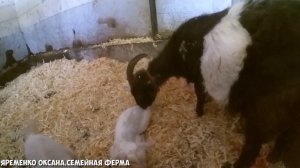 Коза не приняла козлёнка/Бройлеры в клетке