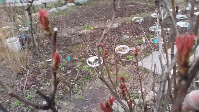 Розы, пион древовидный, виноград: обрезка и уход весной. смотреть онлайн