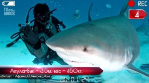 Топ 10 самых больших рыб